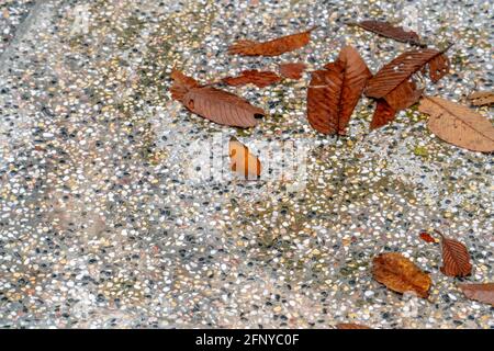 Gros plan papillon orange (genre Cirrochroma) sur le sol avec des feuilles mortes dans la forêt tropicale, Gunung Pulai, Johor, Malaisie Banque D'Images