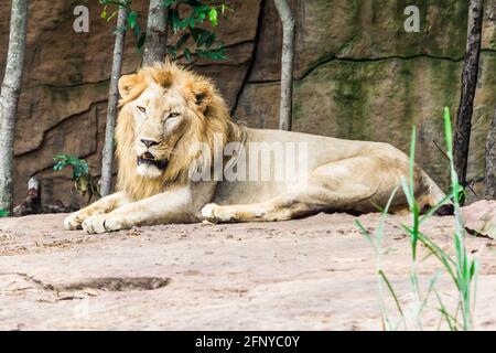 Grand lion allongé sur le rocher, nature Banque D'Images