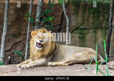 Grand lion en colère couché sur le rocher, nature Banque D'Images