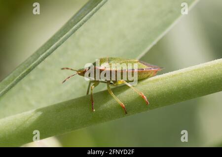 Gros plan d'un insecte de protection vert commun, d'un insecte de protection, de la prasina de Palomena ou d'un insecte de piqûre assis sur une tige de plante verte au printemps, vue latérale Banque D'Images