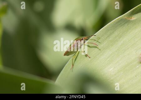 Un insecte vert commun, un insecte de bouclier, une prasina de Palomena ou un insecte de piqûre reposant sur une feuille verte au printemps, flou d'arrière-plan de vue latérale Banque D'Images