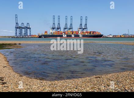 Navire-conteneur MSC Regulus Trinity terminal, Port de Felixstowe, Suffolk, Angleterre, Royaume-Uni Banque D'Images