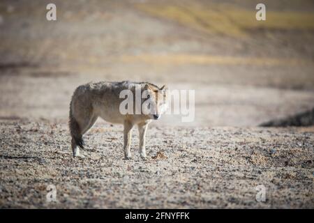 Loup tibétain, Canis lupus filchneri, Gurudonmar, Sikkim, Inde Banque D'Images