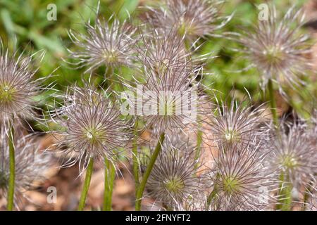 Têtes de graines de la fleur Pasque pulsatilla vulgaris Banque D'Images