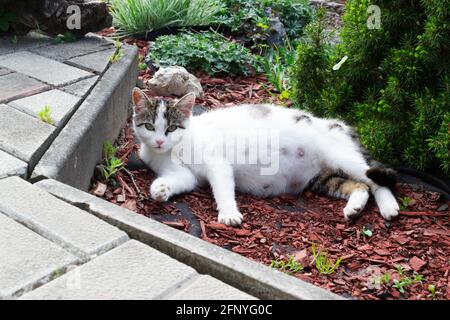 Le chat enceinte au repos s'est entormé sur le sol. Concept animaux de compagnie enceintes. Orientation de l'horisontal. Banque D'Images