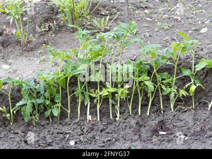 Plantules de tomate temporairement plantées dans le jardin tout ensemble Banque D'Images