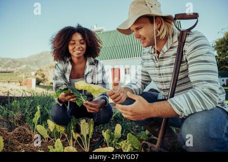 les agriculteurs masculins et féminins travaillent dur dans la récolte de légumes produits frais Banque D'Images