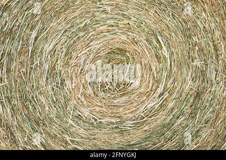 Texture de la pile de foin, gros plan naturel Banque D'Images