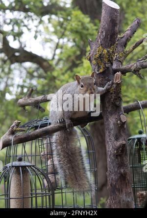 Écureuil gris Sciurus carolinensis essayant de manger des graines de mangeoires d'oiseaux en cage, Cotswolds UK Banque D'Images