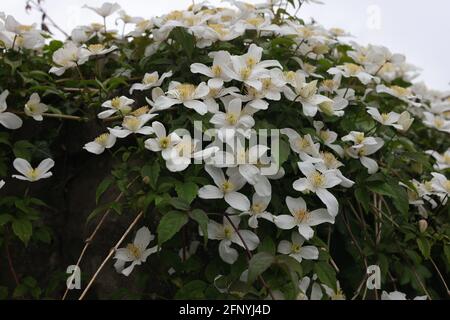 Clematis Montana Alba fleurit au Royaume-Uni au printemps. Banque D'Images