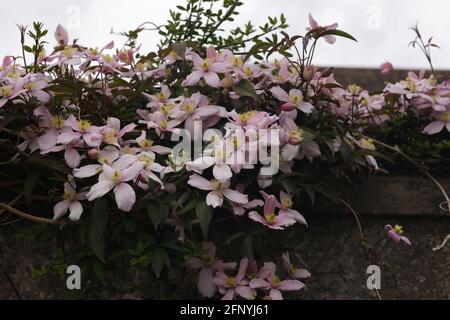 Clematis fleurit au Royaume-Uni au printemps. Banque D'Images