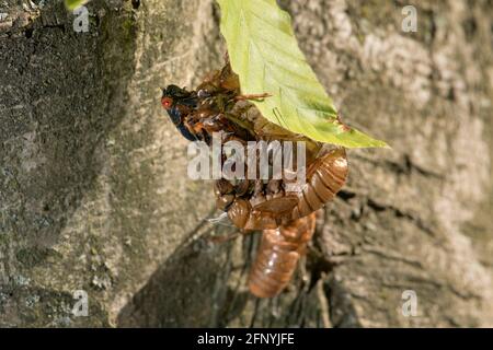 Collection d'exosquelettes cicada vides, dont l'un avec une cicada aux yeux rouges est encore en train d'émerger, accroché à une feuille. Banque D'Images