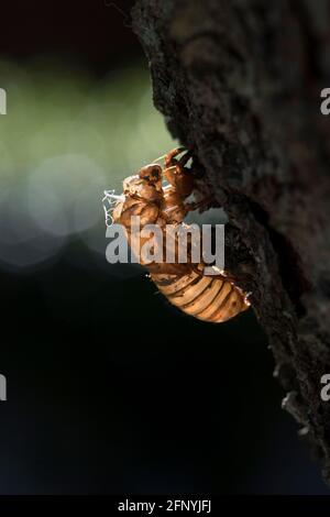 Exosquelette cicada vide suspendu à une branche. Banque D'Images