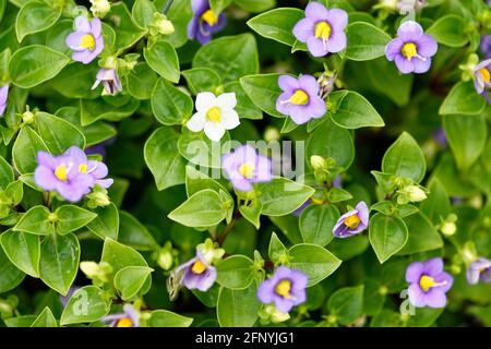 Violet persan, Exacum affine petite fleur pourpre closeup beauté bannière plante hobby Banque D'Images