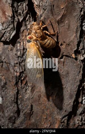 Cicada de 17 ans entièrement émergée mais toujours translucide accrochée à son exosquelette, attendant que ses ailes sèchent. Banque D'Images