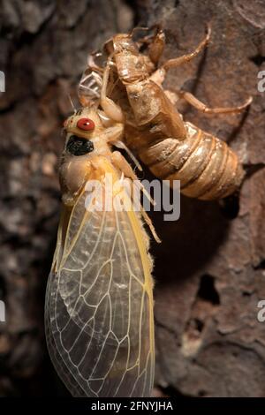 Cicada de 17 ans entièrement émergée mais toujours translucide accrochée à son exosquelette, attendant que ses ailes sèchent. Banque D'Images