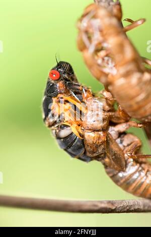 Cicada périodique aux yeux rouges de 17 ans émergeant de son exosquelette. Banque D'Images