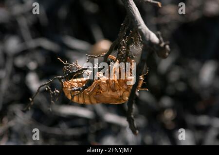 Exosquelette cicada vide suspendu à une branche. Banque D'Images