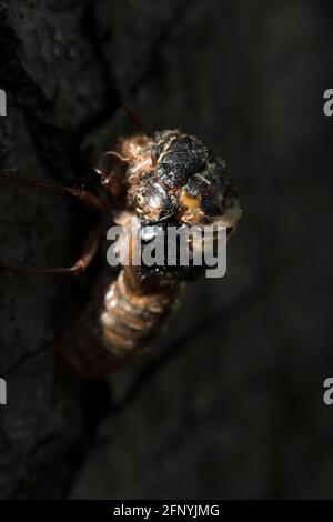 Brood X cicada de 17 ans qui n'a pas pu sortir correctement de son exosquelette. Banque D'Images