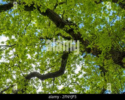 Feuilles de printemps fraîches et vertes sur un chêne Banque D'Images
