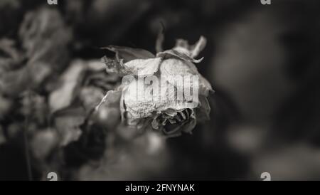 Roses sèches. Image en gros plan en noir et blanc de fleurs de rose séchées dans un bouquet. Concept de vie et de mort. Fleurs flétrissent Banque D'Images