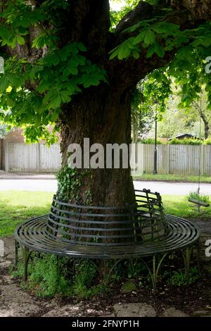 Un siège en métal autour d'un grand arbre de cheval Chestnut, Churchover, Warwickshire, Angleterre, Royaume-Uni Banque D'Images