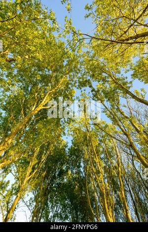 Regardant vers un ciel bleu et une canopée verte formée de peupliers gris, (Populus canescens), en pleine feuille Banque D'Images