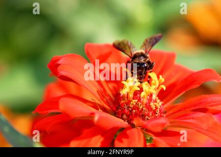 Fleur de zinnia commune avec abeille sur fond naturel. Banque D'Images