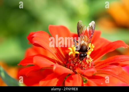 Fleur de zinnia commune avec abeille sur fond naturel. Banque D'Images