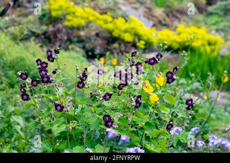 Phaeum violet foncé dusky cranesbill géranium fleurs en fleur en mai juin jardin printemps été Carmarthenshire pays de Galles Grande-Bretagne Royaume-Uni KATHY DEWITT Banque D'Images