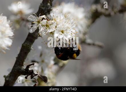 Une reine Bumble-Bee à queue blanche nouvellement apparue sur la profusion du nectar dans les fleurs de Blackthorn à floraison précoce, vitale pour elle Banque D'Images