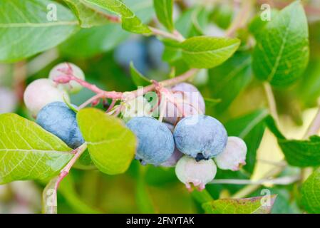 bleuets fruits accrochés à la plante de bleuets dans le verger Banque D'Images