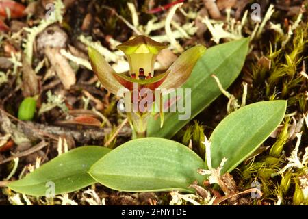 Simpiglottis tricératops à fleurs jaunes, Orchidée d'oiseaux à trois cornes en milieu naturel, Tasmanie Banque D'Images