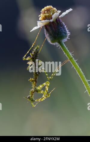 Gros plan d'une mantis de mousse sur une fleur, Indonésie Banque D'Images