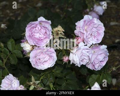 Rare rose fleur à la culture macro jardin espèces de gros plan Reine des Bourbons Banque D'Images