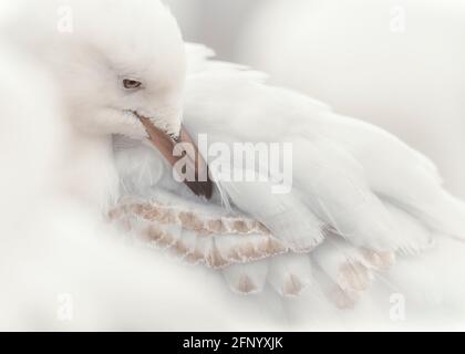 Portrait en gros plan d'un mouette argentée (Chericocephalus novaehollandiae) préentant des plumes, Australie Banque D'Images