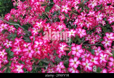 Un gros plan de la Rose du désert, qui est un nom commun pour Adenium obesum, une plante succulente à fleurs qui est également appelée Sabi star, moon azalea ou impala lis. Originaire d'Afrique, c'est une plante ornementale populaire en plein air dans les climats plus chauds où le soleil est abondant, comme en Floride, aux États-Unis, où cet arbuste de 10 ans pousse dans un petit récipient. Le rose profond et le rouge sont les couleurs dominantes des magnifiques fleurs en forme de cloche de 5 pétales de la plante. Notez que la sève laiteuse des roseres du désert est toxique et considérée comme toxique pour les humains et les animaux. Banque D'Images