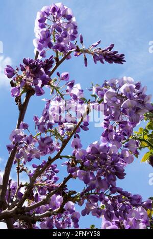 Wisteria Okayama Banque D'Images