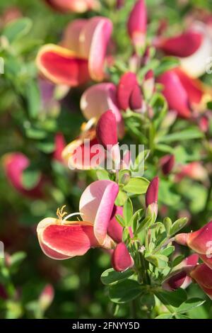 Cytisus Goldfinch fleur Scotch Broom Banque D'Images