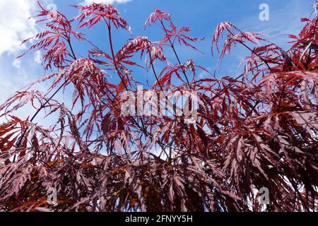 Acer 'Tamuke Yama' Acer palmatum laisse l'érable japonais feuillage rouge profond au printemps contre le ciel Banque D'Images