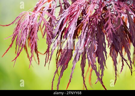 Acer Tamuke Yama Acer palmatum feuilles Banque D'Images