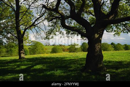 Vue depuis un copice boisé sur le pâturage ouvert de Westwood avec vue sur Black Mill à l'horizon le jour du printemps à Beverley, dans le Yorkshire, au Royaume-Uni. Banque D'Images