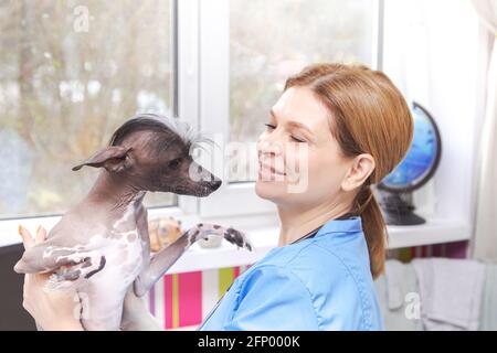 Femme d'âge moyen vétérinaire examine le chien. Cabinet du médecin. . Cabinet du médecin. Banque D'Images