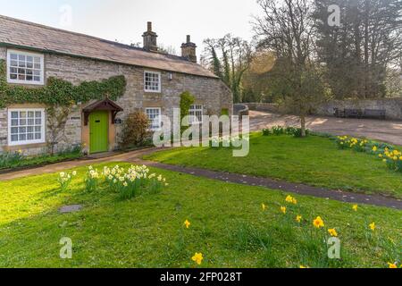 Vue sur les jonquilles et le cottage à Ashford dans l'eau, Derbyshire, Peak District National Park, Angleterre, Royaume-Uni, Europe Banque D'Images