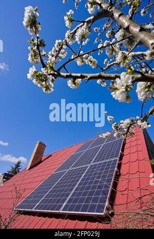 Panneaux photovoltaïques sur un toit incliné et fleurs d'arbres fruitiers Banque D'Images