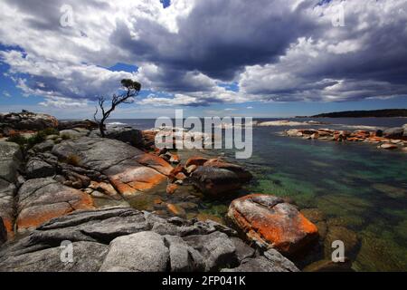 Magnifique paysage à la baie des feux, à la baie de Binalong, sur la côte est de la Tasmanie, rochers rouges et au-dessus de l'eau turquoise avec un seul arbre Banque D'Images