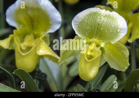 Singapour, Singapour, Asie, Asie ; jardin botanique ; Botanischer Garten; deux orchidées jaune-vert de près; Zwei gelb-grüne Orchideen Nahaufnahme Banque D'Images