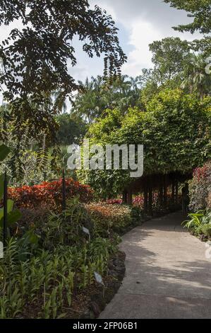 Singapour, Singapour, Asie, Asie ; jardin botanique ; Une allée dans le jardin botanique entouré de plantes exotiques; Eine Gasse im Botanischen Garten Banque D'Images