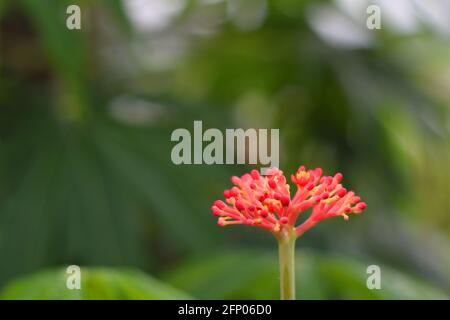 Jatropha multifada fleur avec fond flou Banque D'Images