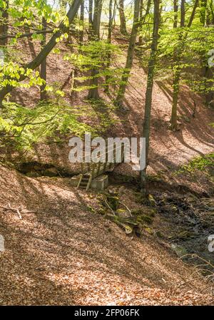 Un sentier et une passerelle traversant un ruisseau en bois de hêtre près de Haltwhistle, à Northumberland, Angleterre, Royaume-Uni Banque D'Images